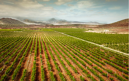Volcano-Infused Wine