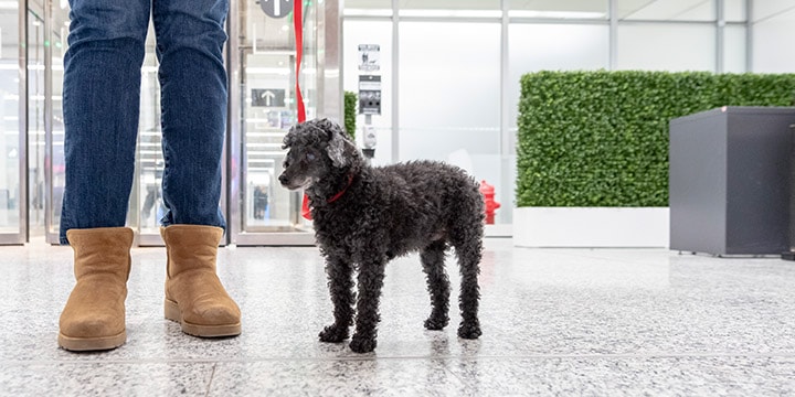 Dog on leash with owner. 