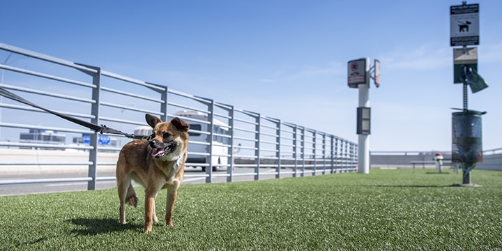 Dog in outdoor pet relief area