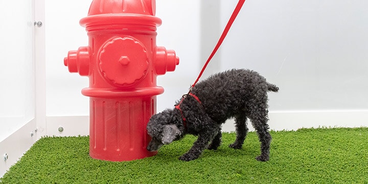 Un chien renifle la bouche d’incendie plastique sur du gazon artificiel dans l’aire de soulagement pour animaux domestiques. 